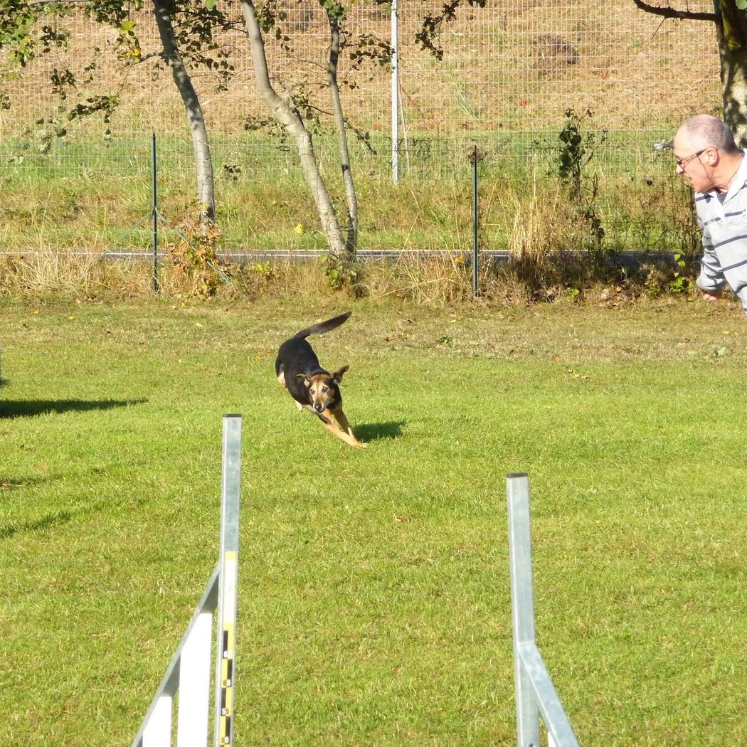 Bièvre Valley Kennel Club 1